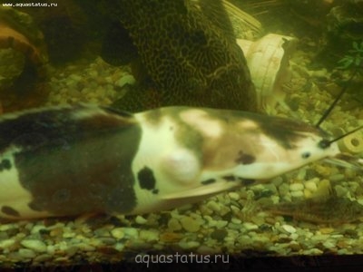 Заболела рыбка, клариевый сом.