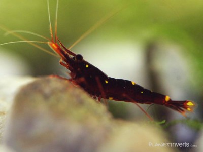 Фото Креветка Red Goldflake Red Goldflake Shrimp, Caridina sp. Red Goldflake  (photo#3486)