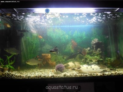 Заболела рыбка, клариевый сом.