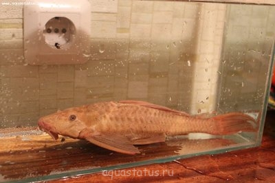 Помогите опознать рыбку (опознание рыб)