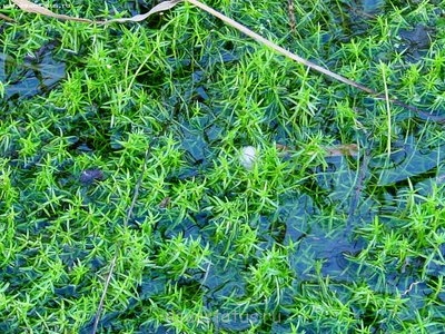Толстянка Хелмса (Crassula helmsii)