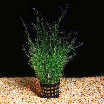 Толстянка Хелмса (Crassula helmsii)