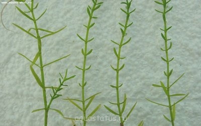Толстянка Хелмса (Crassula helmsii)
