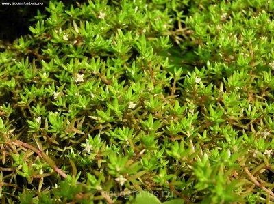 Толстянка Хелмса (Crassula helmsii)