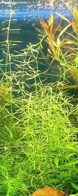 Толстянка Хелмса (Crassula helmsii)