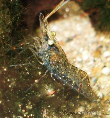 Фото Стеклянная креветка Palaemonetes paludosus, Ghost Shrimp, Glass Shrimp  (photo#3493)