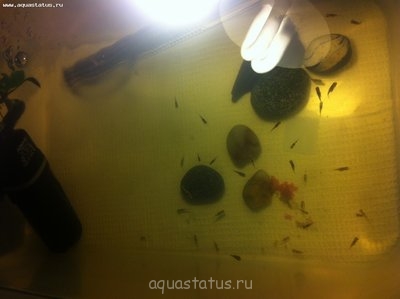 Фото Умирают мальки анциструса (photo#34932)