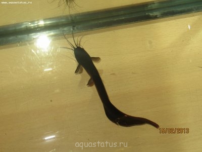 Фото Чем заболел мешкожаберный сомик? (photo#34999)