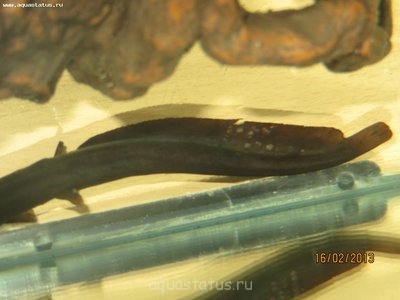 Фото Чем заболел мешкожаберный сомик? (photo#35000)