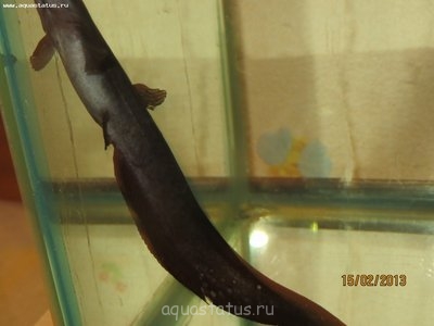 Фото Чем заболел мешкожаберный сомик? (photo#35001)