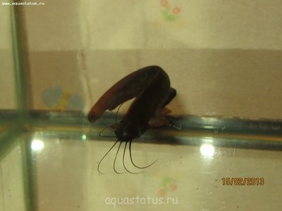 Фото Чем заболел мешкожаберный сомик? (photo#35002)