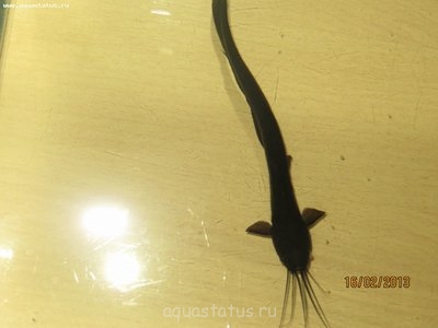 Фото Чем заболел мешкожаберный сомик? (photo#35003)