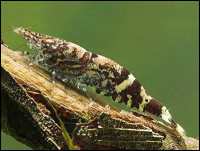 Фото Креветка ниндзя Ninja Shrimp, Caridina serratirostris, Christmas Shrimp  (photo#3502)