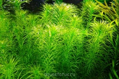 Лагаросифон кордофанский (Lagarosiphon cordofanus)