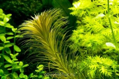 Лагаросифон кордофанский (Lagarosiphon cordofanus)