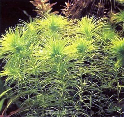 Лагаросифон кордофанский (Lagarosiphon cordofanus)