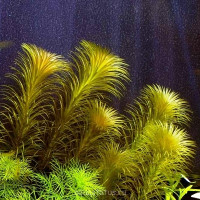 Лагаросифон кордофанский (Lagarosiphon cordofanus)