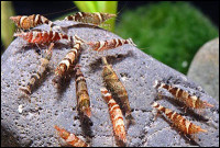 Фото Креветка ниндзя Ninja Shrimp, Caridina serratirostris, Christmas Shrimp  (photo#3504)