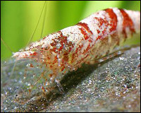 Фото Креветка ниндзя Ninja Shrimp, Caridina serratirostris, Christmas Shrimp  (photo#3505)