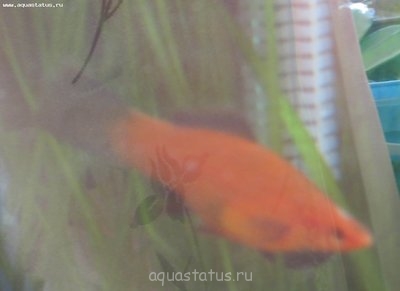 Фото Рыбы покрылись манкой. (photo#35112)