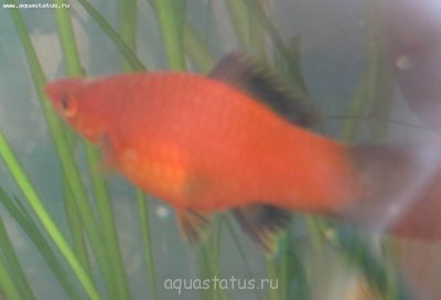 Фото Рыбы покрылись манкой. (photo#35113)