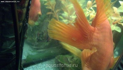 Фото Заболели красные попугаи. (photo#35139)