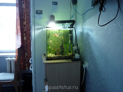 Фото Мой второй аквариум кубик Акваэль 30 литров -SA-  (photo#35202)