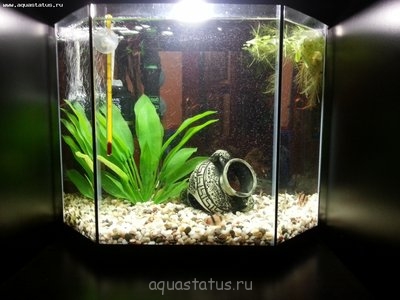 Фото Что с моим новым аквариумом (photo#35230)
