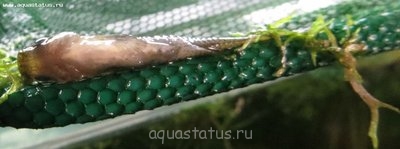 Рыбы покрылись манкой.