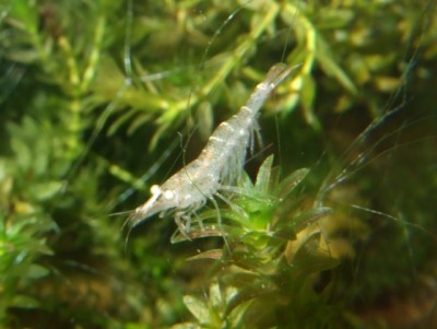 Фото Европейская креветка Atyaephyra Desmaresti, Hippolyte desmaresti  (photo#3545)