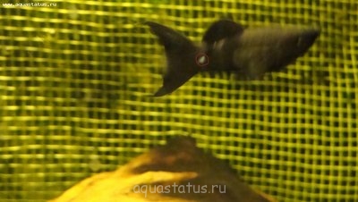 Выпадение чешуи у меченосца и моллинезии