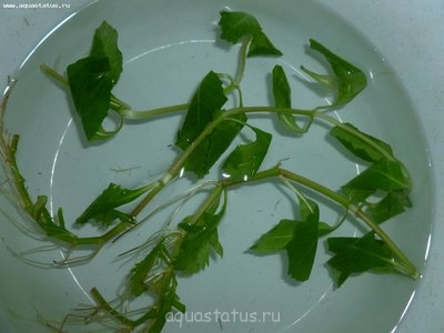 Опознание аквариумных растений