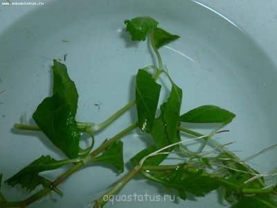 Опознание аквариумных растений