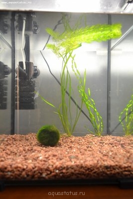 Фото Кубик AQUAEL SHRIMP SET 30 литров beZdna  (photo#35602)