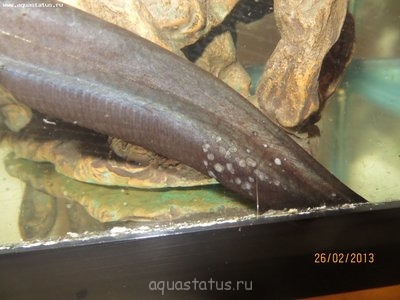 Фото Чем заболел мешкожаберный сомик? (photo#35627)