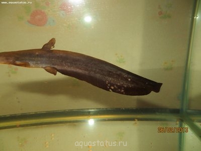 Фото Чем заболел мешкожаберный сомик? (photo#35630)