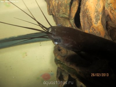 Фото Чем заболел мешкожаберный сомик? (photo#35631)