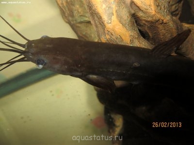 Фото Чем заболел мешкожаберный сомик? (photo#35632)