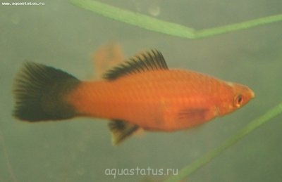 Рыбы покрылись манкой.