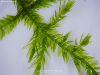 Опознание аквариумных растений