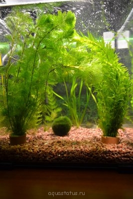 Фото Кубик AQUAEL SHRIMP SET 30 литров beZdna  (photo#35822)