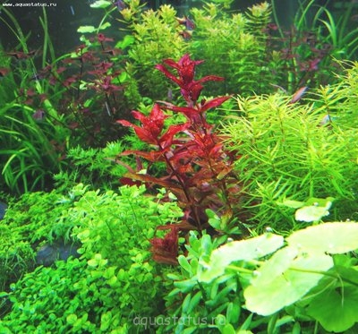 Ротала крупнотычинковая (Rotala macrandra)