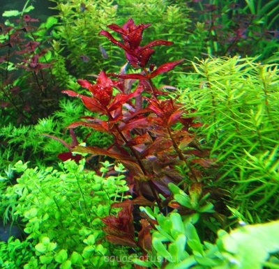 Ротала крупнотычинковая (Rotala macrandra)