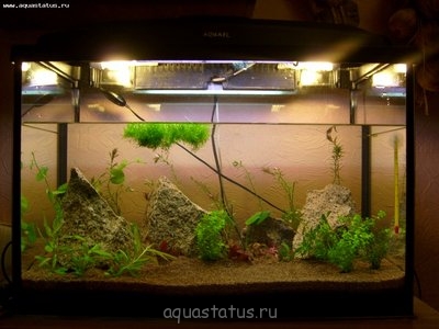 Фото Мой аквариум - перезапуск с землей 70 литров Vuil  (photo#36099)