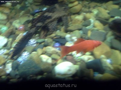 Ихтиофтириоз
