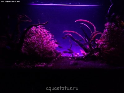 Внешний фон из ДВП с подсветкой