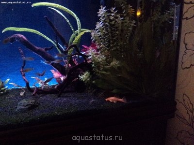 Внешний фон из ДВП с подсветкой