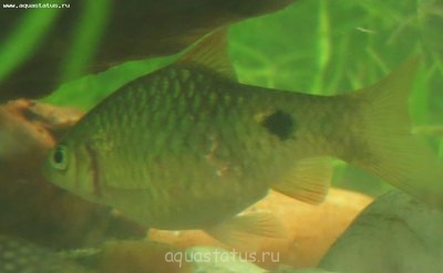 Рыбы покрылись манкой.
