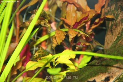 Определение водорослей в аквариуме