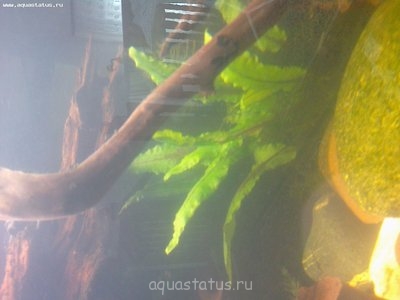 Опознание аквариумных растений